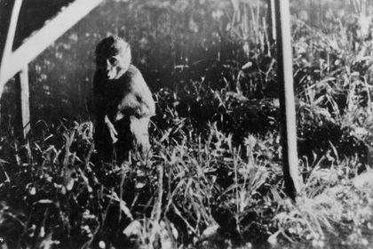 NUKYS ABENTEUER Filmstill zu "Nukys Abenteuer"