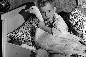 Filmstill zu "Peterle und die Weihnachtsgans Auguste"