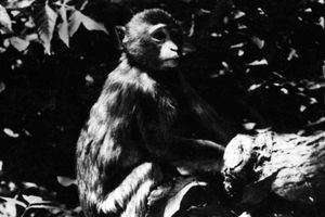 Filmstill zu "Der schwarze Berg"