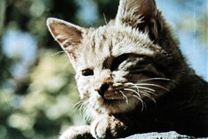 Filmstill zu "Kati und die Wildkatze"