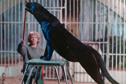 SCHWARZE PANTHER Filmstill zu "Schwarze Panther"
