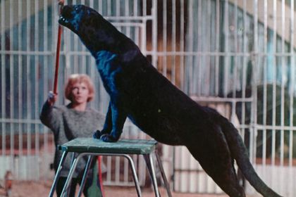  Filmstill zu "Schwarze Panther"