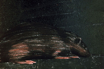 Filmstill zu "Idyllische Landschaft"