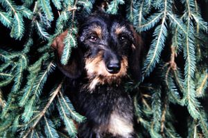 Filmstill zu "Kleiner Hund - ganz groß"