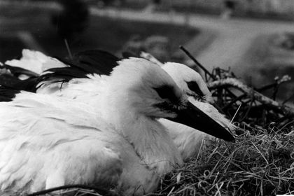 Film still for "Christine und die Störche"