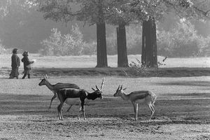 Film still for "Tierparkfilm" 