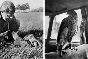 Filmstill zu "Die Geschichte vom Habicht, der wegfliegen wollte"